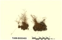 藏品(長朔苔)的圖片